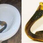 Samar Cobra in Toilet Bowl