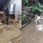 Abandoned Dog Due To Mount Kanlaon Eruption