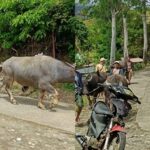 Livestock in Negros Occidental Due to Mount Kanlaon Possible Eruption