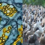 H5N9 Bird Flu